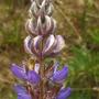 Summer Lupine (Lupinus formosus):  A poisonous native Lupine.